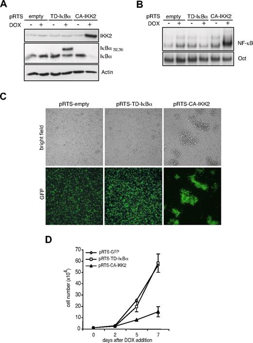 Figure 3. Transfection of Ramos cells with inducible NF-κB modulators. (A) Immunoblot analysis of transfected Ramos cells untreated or treated with doxycycline (0.5 μg/m) for 48 hours. Cell extracts were analyzed for CA-IKK2, for TD-IκBα, and as a control for actin expression. (B) EMSA of cell extracts shows induction of NF-κB activity after doxycycline addition. Oct1 DNA was used as control for the integrity of the extracts. (C) Morphologic examination of transfected Ramos. Bright field and fluorescence microscopy of cells treated with doxycycline for 5 days. Images were taken with a Leica DMIRBE microscope 10× NA = 0.3 PH1 acquired with a Hamamatsu digital camera C4742-95 (Hamamatsu Photonics) and Open Lab software Version 4.0.4 (Improvision). (D) Proliferation assay of Ramos expressing pRTS-GFP (◇), pRTS-TD-IκBα (□), or pRTS-CA-IKK2 (▲). GFP-positive cells were counted by flow cytometer at the indicated time points after doxycycline addition. Error bars represent SDs from triplicate experiments.