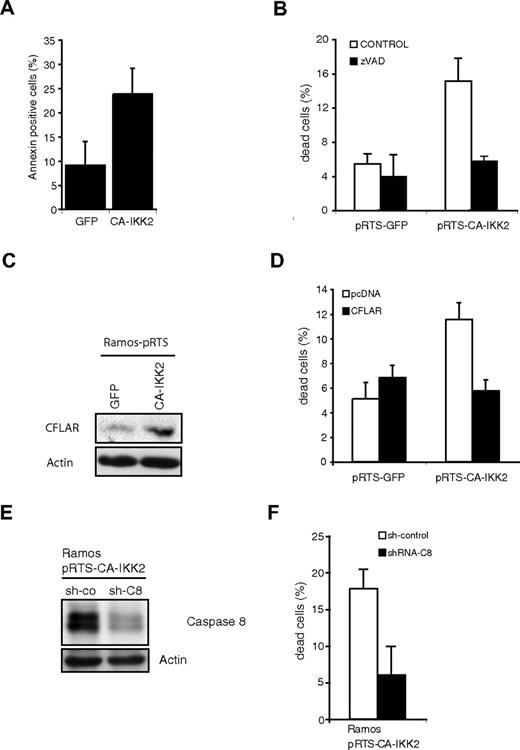 Figure 4. IKK2 expression induces the extrinsic apoptotic pathway. (A) Apoptosis detection in Ramos cells transfected with empty vector or CA-IKK2. Doxycycline (0.5 μg/mL) was added to the culture medium for 5 days before cells were analyzed for annexin-V binding. (B) Percentages of dead cells after induction of transgene expression without (▭) or in the presence of caspase inhibitor zVAD (▭). Viable and dead cell numbers were determined by trypan blue exclusion. Cells were treated with doxycycline and in the presence or absence of zVAD (20 μM) for 4 days. (C) Expression of CFLAR in Ramos-pRTS-GFP and Ramos-pRTS-CA-IKK2. Immunoblot analysis of Ramos cells transfected with pRTS-GFP or pRTS-CA-IKK2 and treated with doxycycline (0.5 μg/m) for 48 hours. Cell extracts were analyzed for CFLAR and as a control for actin expression. (D) Percentages of dead cells after transfection of Ramos-pRTS-GFP and Ramos-pRTS-CA-IKK2 with either pcDNA (control, ▭) or a CFLAR expression vector (▬). Cells were treated with doxycycline for 7 days to induce the pRTS-system. (E) Immunoblot analysis of Ramos-pRTS-CA-IKK2 cells stably transduced with shRNA expression vectors encoding either a scrambled shRNA (sh-co) or shRNA against caspase 8 (sh-C8). (F) Percentages of dead Ramos cells expressing the nonsense shRNA (▭) or the shRNA against caspase-8 (▬) after CA-IKK2 transgene expression. Cells were treated with doxycycline (0.5 μg/m) for 6 days. All error bars represent SDs from triplicate experiments.