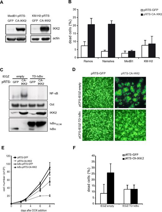 Figure 5. Morphologic alterations and induced cell death after CA-IKK2 expression are NF-κB dependent. (A) Immunoblot of MedB1 and KM-H2 cell transfected with either pRTS-GFP or pRTS-CA-IKK2. Cells were treated with doxycycline (0.5 μg/mL) for 48 hours to induce transgene expression. Cell extracts were analyzed for CA-IKK2 and, as a control, for actin expression. (B) Percentages of dead cells transfected with pRTS-GFP (▭) or pRTS-CA-IKK2 (▬) after induction of transgene expression. Viable and dead cell numbers were determined by trypan blue exclusion. Cells were treated with doxycycline (0.5 μg/m) for 6 days. (C) Immunoblot analysis of Ramos cells stably transduced with IEGZ-empty or IEGZ-TD-IκBα and transfected with inducible pRTS-GFP or pRTS-CA-IKK2. Doxycycline was added to cultures (0.5 μg/mL) for 48 hours to induce transgene expression. (D) Morphologic examination of transfected Ramos cells. Fluorescence microscopy of cells treated with doxycycline for 5 days. Images were taken with a Leica DMIRBE microscope 10× NA = 0.3 PH1 acquired with a Hamamatsu digital camera C4742-95 (Hamamatsu Photonics) and Open Lab software Version 4.0.4 (Improvision). (E) Proliferation assay of Ramos-expressing NF-κB modulators. Ramos cells were stably transduced with IEGZ-empty and transfected with either pRTS-GFP (■) or pRTS-CA-IKK2 (○), or transduced with IEGZ-TD-IκBα transfected with either pRTS-GFP (●) or pRTS-CA-IKK2 (▵). Viable cell numbers were determined by trypan blue exclusion at the indicated time points. (F) Viable cell counts of transduced Ramos cells transfected with either pRTS-GFP (▭) or pRTS-CA-IKK2 (▬). Increased percentages of dead cells after CA-IKK2 expression were reduced in the presence of TD-IκBα. Viable and dead cell numbers were determined by trypan blue exclusion. Cells were treated with doxycycline (0.5 μg/mL) for 6 days. All error bars represent SDs from triplicate experiments.