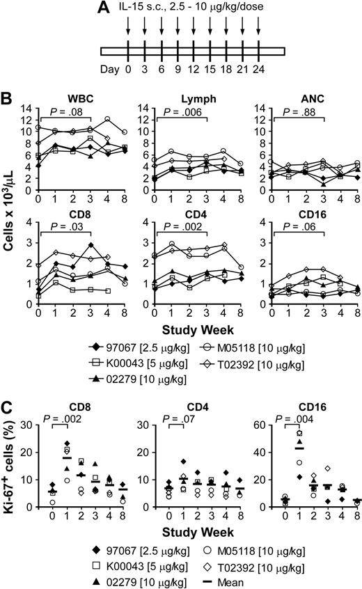 Figure 4. Effects of intermittent administration of IL-15 in immunocompetent macaques. (A) Schedule and dose of administration. Each represents a single dose of IL-15 given every 3 days. (B) Absolute cell numbers of WBCs, lymphocytes, neutrophils (ANCs), as well as T-cell subsets, and NK cells per microliter of peripheral blood of macaques 97067, K00043, 02279, M05118, and T02392. Aliquots of the PBMCs were obtained from each of the macaques before, during, and after the IL-15 treatment, and stained with mAbs to CD3, CD4, CD8, and CD16. The data for CD3+CD8+, CD3+CD4+, and CD16+ cells are shown as the absolute cell number of each subset per microliter of peripheral blood at the indicated days. (C) Ki-67 expression. The percentage (%) of Ki-67+ cells within the CD3+CD8+, CD3+CD4+ T-cell, and CD16+ NK cell subsets is shown at the indicated days before, during, and after the IL-15 treatment of macaques 97067, K00043, 02279, M05118, and T02392. The vertical bar represents the mean.
