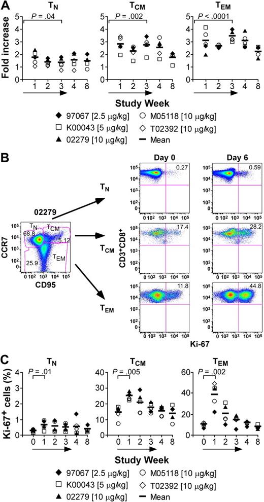 Figure 5. Analysis of CD8+ TN, TCM, and TEM subsets during intermittent IL-15 administration. (A) Samples of PBMCs were obtained from macaques 97067, K00043, 02279, M05118, and T02392 before, during, and after the treatment with IL-15. Cells were stained with mAbs binding to CD3, CD8, or CD95, and CCR7 and analyzed by flow cytometry to distinguish TN (CD95lowCCR7+), TCM (CD95+CCR7+), and TEM (CD95+CCR7−) subsets. The fold increase of each subset at the indicated time of treatment is shown. The vertical bar represents the mean. indicates the duration of the IL-15 treatment. The last posttreatment PBMC sample from K00043 was obtained on day 283. (B-C) Expression of Ki-67 by CD8+ T-cell subsets. (B) Representative data of macaque 02279. Gating of CD8+ TN, TCM, and TEM subsets stained for Ki-67 expression. PBMCs were stained with mAb specific for CD3, CD8, CD95, and CCR7, permeabilized, and stained with an antibody that binds to Ki-67, and analyzed by flow cytometry. Cells are gated on CD3+CD8+ T cells. The inset value in the upper right quadrant indicates the proportion of Ki-67+ T cells (in percentage). (C) The percentage (%) of Ki-67+ T cells within the CD8+ TN, TCM, and TEM subsets is shown at the indicated time of IL-15 treatment of macaques 97067, K00043, 02279, M05118, and T02392. The vertical bar represents the mean. indicates the duration of the IL-15 treatment.