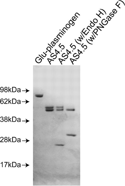 Figure 1. Preparation of nicked β2GPI and AS4.5. AS4.5 was prepared from Glu-plasminogen by plasmin digestion followed by purification using lysine-Sepharose column and Sephadex G-75 column. Purified AS4.5 was treated with PNGase F or Endo H to determine whether AS4.5 undergoes glycosylation. Glu-plasminogen, purified product (AS4.5), AS4.5 treated with PNGase F, and AS4.5 treated with Endo H were subjected to sodium dodecyl sulfate-PAGE under reduced conditions.