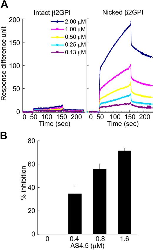 Figure 2. Binding of intact/nicked β2GPI to AS4.5. (A) Kinetic curves showing molecular interaction between AS4.5 and intact or nicked β2GPI. Intact β2GPI or nicked β2GPI binding to immobilized AS4.5 was detected using Biacore X, an optical biosensor as described in “Kinetic assay for molecular interaction between nicked B2GPI and AS4.5.” Binding curve was compared between intact (left panel) and nicked β2GPI (right panel). Binding constants (KD and KA) between AS4.5 and nicked β2GPI were determined. (B) Binding of nicked β2GPI to immobilized Glu-plasminogen was tested in the presence or absence of AS4.5 in the fluid, using ELISA. The abilities of AS4.5 to inhibit the binding between fluid-phase nicked β2GPI and solid-phase Glu-plasminogen were shown as percentage inhibition. Error bars represent SE.