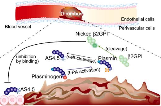 Figure 7. Beneficial effect of nicked β2GPI on thrombotic ischemia (hypothesis). (1) If thrombus is formed in the artery, up-regulation of fibrinolysis occurs and plasminogen is converted into plasmin. (2) Plasmin cleaves β2GPI into nicked β2GPI, whereas angiostatin is generated via autoproteolysis of plasminogen. (3) Nicked β2GPI binds angiostatin and attenuates its antiangiogenic property, resulting in promoted angiogenesis. tPA indicates tissue plasminogen activator.