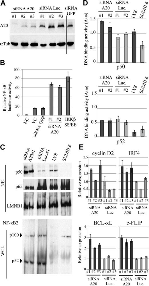 Figure 5. A20 silencing in EB-LCLs induces constitutive NF-κB activation. (A) Repression efficiency of A20 when using siRNA was determined by immunobloting in whole-cell extracts of CB33 expressing A20, luciferase, and GFP siRNA. Vertical line represents a repositioned gel lane. (B) CB33 cells were cotransduced with a lentiviral vecter encoding κB sequence–firefly luciferase and Renilla luciferase reporter vector. The data shown represent the mean relative luciferase activity normalized against Renilla luciferase activity ± SD. The experiments were performed in triplicate. IKKβSS/EE served as positive control for NF-κB activation. (C) Immunoblots for the canonical and noncanonical NF-κB protein from the indicated cell lines. DLBCL cell lines with (OCI-LY8) and without (SUDHL6) A20 deletion were included in each blot. A20 deletion and A20 silencing are involved in p50 nuclear translocation, whereas A20 had little effect on p100 processing. NE indicates nuclear extract; and WCL, whole-cell lysate. (D) Effect of A20 knockdown on the nuclear DNA-binding activity of the NF-κB p50 and p52 subunits. Binding to an oligonucleotide containing the NF-κB consensus sequence was measured in nuclear extracts from LCLs expressing siRNA for A20 and luciferase. DNA-binding activity was quantified by colorimetry. The findings of triplicate experiments are presented as mean ± SD. NC indicates negative control; VC, vector-only control; and Luc, firefly luciferase. (E) Expression of cancer-related NF-κB target genes in A20 knockdown CB33. Relative expression level of the 4 NF-κB target genes (Cyclin D2, IRF4, BCL-xL, and c-FLIP) is determined by real-time PCR and normalized on the basis of the corresponding β-actin content. The findings of triplicate experiments are presented as mean ± SD.