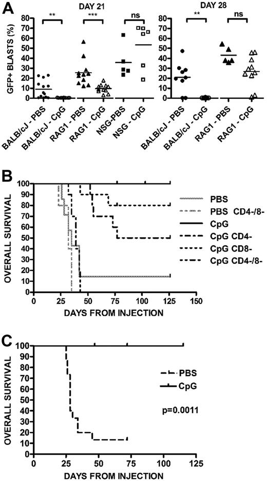Figure 4. Evidence of innate and adaptive immune responses. (A) CpG ODN activity in wild-type, RAG1−/− BALB/cJ, and NSG mice. Mice were injected with GFP+ ALL and treated with CpG ODN. Percentages of GFP+/B220+ cells in peripheral blood samples on day 21 after injection from PBS- and CpG-treated BALB/cJ wild-type (N = 13 PBS, 10 CpG), RAG−/− (N = 11 PBS, 11 CpG), and NSG (N = 5 PBS, 6 CpG) mice are shown. ***P < .001. **P < .01. NS indicates not significant. The right panel depicts the same mice at day 28, at which point the RAG1−/− mice have no difference between treated and untreated arms. NSG mice in both arms were dead of disease and are not depicted. (B) Survival of PBS- and CpG-treated BALB/cJ with and without T depletion. Wild-type BALB/cJ mice were given syngeneic GFP+ ALL and were treated with CD4- and CD8-depleting antibodies before each CpG ODN treatment. Kaplan-Meier analysis of mice receiving CpG ODN versus PBS controls followed for 4 months. Combined depletion of both CD4+ and CD8+ cells (CD4−/8−) results in a marked decrease in survival from nondepleted, CpG ODN-treated mice (P < .001). (C) Survival in IFN-γ−/− mice. IFN-γ−/− mice were given ALL cells and treated with CpG ODN or PBS, as in panel A, beginning on day 7. CpG ODN-treated mice have significantly prolonged survival compared with PBS-treated control (P < .002).