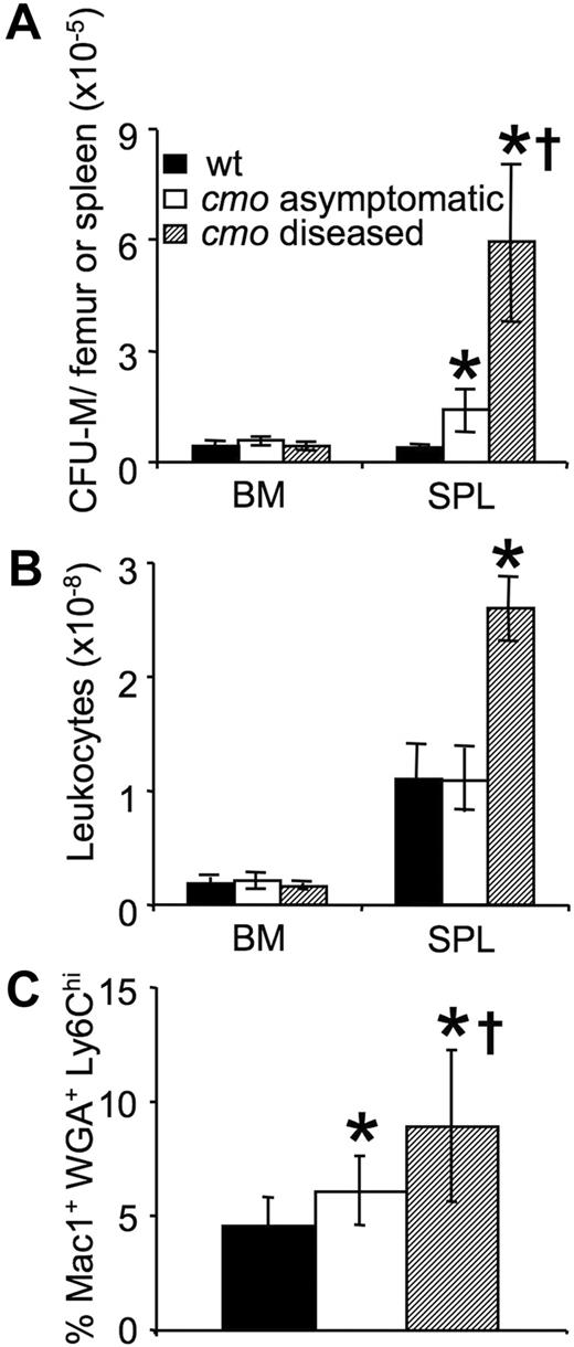 Figure 3. Expansion of myeloid progenitors in cmo mice precedes disease onset. (A) Increased frequency of CFU-M in spleens of asymptomatic and diseased cmo mice. (B) Splenic cellularity increases after disease onset. (C) Increased frequency of Mac1+ WGA+ Ly6Chi late monocyte precursors in the BM of cmo mice. Data ± SD, n ≥ 3 (A-B), n ≥ 10 (C); *P < .05 versus wt, †P < .05 versus cmo asymptomatic.