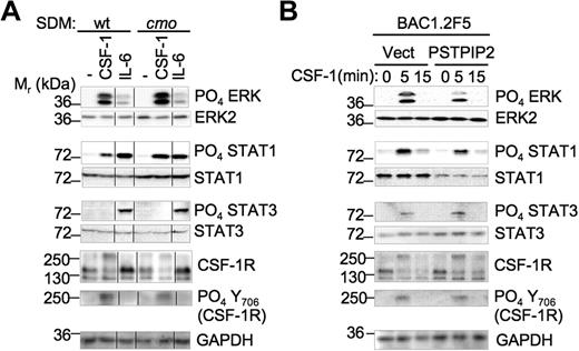 Figure 5. PSTPIP2 negatively regulates STAT1 expression and the activation of Erk1/2 and STAT1 by c-fms in splenic macrophages. (A) CSF-1 and IL-6 signaling in primary SDM from wt and cmo mice. The vertical lines indicate repositioned gel lanes from the same blot. (B) PSTPIP2 overexpression in BAC1.2F5 macrophages inhibits Erk1/2 activation and STAT1 expression. These results were reproduced in 3 to 5 experiments.