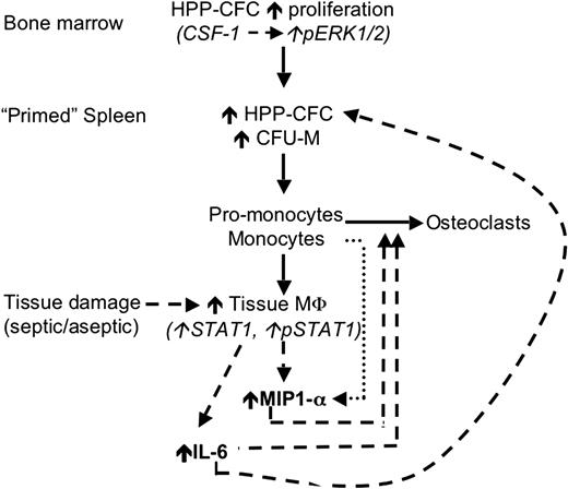 Figure 7. A hypothetic model of the mechanism by which PSTPIP2 deficiency in cmo mice primes the innate immune system for exaggerated and prolonged inflammatory responses. Before disease onset (solid lines), cmo mice produce increased numbers of primitive myeloid progenitors (HPP-CFC) in the BM that migrate to the spleen, where they either become resident HPP-CFCs or differentiate into CFU-M. Tissue damage (dashed lines) induces increased production of MIP-1α and IL-6 by tissue macrophages. IL-6 promotes the proliferation of splenic HPP-CFC, and MIP-1α increases the recruitment of circulating (pro-) monocytes to peripheral tissues (), thus establishing a positive feedback loop. MIP-1α and IL-6 also promote the recruitment of osteoclast precursors and osteoclastogenesis, leading to inflammatory bone resorption.