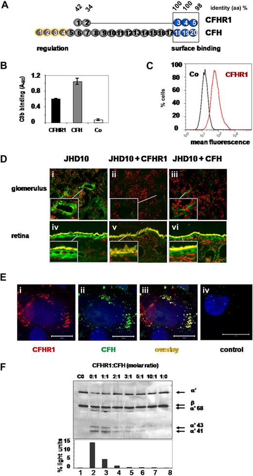 Figure 1. CFHR1 binds to C3b and cells and competes with CFH. (A) CFHR1 is composed of 5 SCRs domains. SCR1 and SCR2 show 42% and 34% sequence identity to SCR6 and SCR7 of factor H (CFH), respectively. The 3 C-terminal SCRs show 100%, 100%, and 98% sequence identity to SCR18, SCR19, and SCR20 of CFH, respectively, which comprise the C-terminal surface binding region. (B) Equimolar concentrations of CFHR1 (25 μg/mL) and CFH (75 μg/mL) bind to immobilized C3b. Data represent mean values ± SDs from 3 separate experiments. Control represents binding of antibodies to immobilized BSA. (C) Plasma-derived CFHR1 (red curve) binds to HUVECs. Cells were incubated in human plasma, and bound CFHR1 was visualized with specific mAb (JHD10) by flow cytometry. Control: cells were treated with the secondary antibody alone (black curve). (D) Immunofluorescence staining of CFHR1 (green fluorescence) in renal and retinal human tissue. CFHR1 is detected at the lining of renal (i) and ocular (iv) blood vessels including large arteries, afferent and efferent arterioles associated with glomeruli (i), or the choriocapillaries (iv) as well as the Bruch membrane (nuclear counterstain: propidium iodide; original magnification, ×100). Preabsorption of mAb JHD10 with CFHR1 blocks reactivity (ii,v). In contrast, preabsorption with CFH (iii,vi) does not affect reactivity and demonstrates specificity of signals in panels i and iv. Thus, CFHR1 is present at the surface of endothelial cells and at the Bruch membrane. Inlays represent magnifications. Autofluorescence of lipofuscin-containing cells appears yellow. (E) HUVECs were incubated with a combination of CFHR1 (100 μg/mL) and CFH (100 μg/mL). After addition of the appropriate secondary antibodies, bound proteins were identified by confocal laser scanning microscopy. CFHR1 binding was detected with the CFHR1-specific mAb JHD10 in combination with a secondary anti–mouse antibody labeled with Alexa 647 (red fluorescence; i) and binding of CFH with a polyclonal antiserum specific for the N-terminal domains of CFH (anti–SCR1-4) together with a secondary goat anti–rabbit antibody labeled with Alexa 488 (ii; green fluorescence). An overlay of subpanels i and ii (iii) reveals colocalization of the 2 regulators as indicated by the yellow signal. Binding of primary (JHD10) and secondary antibodies showed no signal (control; iv). All cells were stained with DAPI to visualize the cell nucleus (bar represents 20 μm). (F) CFHR1 competes with factor H for heparin binding and thus affects the regulatory activity at surfaces. Constant amounts of factor H (10 μg/mL) were bound to immobilized heparin, and CFHR1 was used at increasing concentrations (0.1-20 μg/mL) as competitor. After competition, C3b and factor I were added. After incubation for 30 minutes the supernatant was removed, separated by SDS-PAGE, and transferred to a membrane, and C3b and degradation fragments were visualized with C3 antiserum (top panel). The mobility of the α' and β chain as well as the degradation fragments are indicated. A densitometric analysis as determined by the ratio of the α' 43 band and the β chain is shown in the bottom panel. A representative experiment of 3 separate experiments is shown.