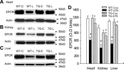 Figure 4. Blockade of endothelial NF-κB signaling reversed LPS-induced EPCR down-regulation. (A-C) Western blot photographs showing levels of EPCR protein in heart (A), kidney (B), and liver (C) of WT-Con (WT-C), WT-LPS (WT-L), TG-Con (TG-C), and TG-LPS (TG-L) mice at 6 hours after saline or LPS injection. Actin indicates membrane for EPCR blotting was reblotted with actin antibody. (D) Densitometry quantification of EPCR bands. Tissue levels of EPCR protein were comparable in all 3 organs between WT-Con and TG-Con mice and were greatly reduced in these organs of WT-LPS mice. Reduction in tissue levels of EPCR protein was not observed in these organs of TG-LPS mice. Data are mean ± SEM of 6 to 8 mice. *P < .001, compared with any other group. #P < .01, compared with the WT-LPS group.