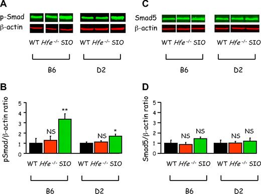 Figure 3. Smad1/5/8 phosphorylation is increased by secondary iron overload but unchanged by Hfe deficiency. (A) Liver lysates from wild-type controls fed a standard rodent diet (WT), Hfe-deficient mice (Hfe−/−), and mice with secondary iron overload (SIO) were analyzed by Western blot with antibodies to phosphorylated Smad1/5/8 and to β-actin as loading control. Membranes were scanned on the Odyssey Infrared Imaging System. One representative experiment is shown for each strain. (B) Band sizing was performed using the Odyssey 3.0 software (LI-COR Biosciences) and quantification of phosphorylated Smads was calculated by normalizing the specific probe band to β-actin. Mean ratio (p-Smad/β-actin) of 3 Hfe-deficient mouse samples (or 3 mice with secondary iron overload) ± SE are represented on this figure, relative to the mean ratio of 3 wild-type mice fed a standard rodent diet. Student t tests were used to compare mean ratios between Hfe-deficient mice and wild-type controls (P = .55 for B6 mice; P = .58 for D2 mice) or between mice with secondary iron overload and wild-type mice (**P = .01 for B6 mice; *P = .02 for D2 mice). (C) Liver lysates from the same mice were analyzed by Western blot with antibodies to Smad5 and to β-actin as loading control. (D) Quantification using the Odyssey 3.0 software was performed as in panel B. Student t tests were used to compare mean Smad5/β-actin ratios. The levels of Smad5 were not significantly different between Hfe-deficient mice and wild-type controls (P = .59 for B6 mice; P = .59 for D2 mice), or between mice with secondary iron overload and wild-type controls (P = .15 for B6 mice; P = .31 for D2 mice).