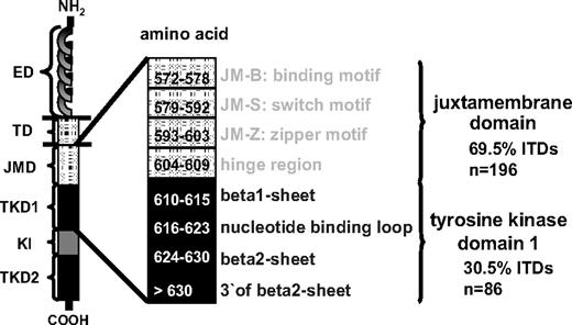 Figure 1. Schematic structure of the FLT3 receptor consisting of 5 immunoglobulin-like folds that make up the ligand-binding extracellular domain (ED), a single transmembrane domain (TD), and a cytoplasmic domain containing the juxtamembrane domain (JMD) as well as the kinase domain divided into 2 parts by a short kinase insert (KI). Of 282 ITDs analyzed in our series, 69.5% (n = 196) of the ITDs had the insertion site in the JMD, whereas 30.5% (n = 86) of the ITDs were localized in the first tyrosine kinase domain (TKD1) of FLT3. ITD indicates internal tandem duplication; TKD1, tyrosine kinase domain-1; and TKD2, tyrosine kinase domain-2.