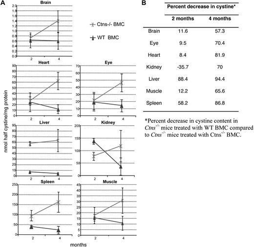 Figure 5. Tissue cystine content in Ctns−/− mice treated with WT BMCs compared with Ctns−/− mice treated with Ctns−/− BMCs. (A) Cystine content at 2 and 4 months in Ctns−/− mice. Cystine levels increase with time after transplantation of Ctns−/− BMCs (×). In contrast, cystine content decreases in time after therapy with WT BMCs (▴). (B) Table of percentage decrease in cystine content of Ctns−/− mice treated with WT BMCs compared with Ctns−/− mice treated with Ctns−/− BMCs.
