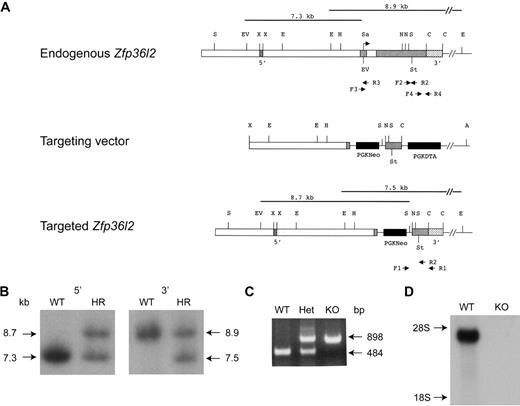 Figure 1. Targeted disruption of Zfp36l2. (A) Schematic representation of the normal genomic locus for Zfp36l2 as well as the targeting vector and resulting disrupted allele generated by homologous recombination. The 2 exons are represented by gray boxes. The translational start site is indicated by the arrow (under Sa). Genomic 5′ and 3′ probes, located outside the targeting vector, are represented by stippled boxes. The targeting vector contained a neomycin resistance marker cassette (PGKNeo), causing the deletion of a large portion of the second exon. A diphtheria toxin resistance element was also inserted into the targeting vector (PGKDTA). The black lines above the endogenous and targeted genes represent the expected fragment length after digestion with EcoRV and SstI or EcoRI and hybridization with the 5′ probe or 3′ probe, respectively. PCR primers used to detect homologous recombination (F1, R1) as well as for genotyping offspring (F1, F2, and R2) are indicated by the arrows beneath the endogenous and targeted genes. Primers F3, R3, F4, and R4 were used to generate an exon one fragment (F3, R3) or a 3′UTR fragment (F4, R4) used as hybridization probes for Northern blots. Abbreviations for restriction enzyme sites are as follows: A indicates Asp718; C, Csp45I; E, EcoRI; EV, EcoRV; H, HindIII; N, NotI; Sa, SalI; S, SstI; St; stop codon; X, XbaI. (B) Southern blot analysis of EcoRV/SstI (5′ genomic probe) and EcoRI (3′ genomic probe)–digested genomic DNA from WT and homologously recombined (HR) ES cells. (C) PCR analysis of genomic DNA isolated from Zfp36l2 WT, heterozygous, and KO mice using PCR primers F1, F2, and R2. (D) Northern blot of total cellular RNA (15 μg) isolated from E14.5 WT and KO fetal liver and hybridized with a 32P-labeled 787-bp 3′UTR probe for Zfp36l2.