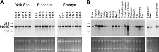Figure 2. Developmental expression and tissue distribution of Zfp36l2 mRNA. Total cellular RNA (15 μg) was isolated from yolk sacs, placentas, and whole embryos at the indicated gestational stages (A) and from adult mouse tissues and E14.5 liver (B). Northern blots were hybridized with a 32P-labeled 787-bp 3′UTR probe for Zfp36l2. The positions of Zfp36l2 mRNA and the ribosomal RNAs are shown to the left of the blot. The bottom panels show acridine orange staining of the samples as loading controls.