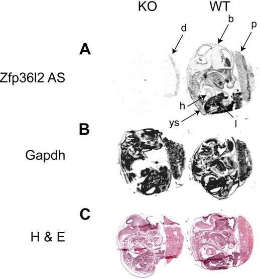 Figure 3. In situ hybridization histochemistry of Zfp36l2 mRNA expression at E14.5. Sagittal sections of E14.5 WT and KO embryos were hybridized with Zfp36l2 (A) or GAPDH (B) antisense probes. The specificity of the Zfp36l2 antisense probe was demonstrated by the absence of signal seen with the KO embryo compared with the WT embryo. A sense probe for Zfp36l2 produced essentially no signal at this exposure time (data not shown). Note the weak hybridization seen in the KO placenta in the maternal decidua, a tissue that should be heterozygous for Zfp36l2. (C) Neighboring sections stained with hematoxylin and eosin. b indicates brain; d, decidua; h, heart; l, liver; ys, yolk sac; and p, placenta. Original magnifications ×40, obtained using the Aperio Scanscope T2 Scanner (Aperio Technologies Inc). Scanned images were imported into Aperio Imagescope, Version 6.25.0.1117.