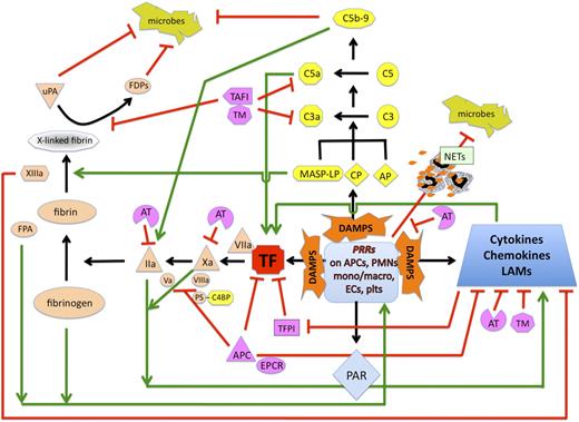 Figure 1. Interplay between coagulation and innate immune pathways in response to DAMPs. Danger-associated molecular patterns (DAMPs) from invading pathogens or damaged host cells are recognized by pathogen recognition receptors (PRRs) on antigen-presenting cells (APCs), neutrophils (PMNs), monocytes, macrophages (mono/macro), endothelial cells (ECs), and platelets (plts). This results in tissue factor (TF) exposure, sustained by cytokines and chemokines with proinflammatory and opsonic properties, and associated with increased expression of leukocyte adhesion molecules (LAMs). In parallel, DAMP-induced complement activation via 1 or more pathways (CP, classical; AP, alternative; LP, lectin) leads to generation of potent active complement factors, C3a and C5a, and the membrane attack complex, C5b-9. MASP2 directly converts prothrombin to thrombin. C5a feeds back to promote expression of more TF. TF-VIIa initiates activation of coagulation, leading to transformation of factor X to Xa with cofactor VIIIa, and prothrombin to thrombin (IIa) with cofactor Va. C5b-9 lyses pathogens, but also supports generation of IIa. Fibrin monomers are formed by thrombin cleavage of fibrinogen, itself considered a DAMP, with release of fibrinopeptide A (FPA), which is also chemotactic and activates leukocytes. Factor XIIIa, generated by both IIa and MASP1, cross-links fibrin monomers and suppresses cytokine release and leukocyte adhesion. Fibrinolysis is facilitated by urokinase (uPA) to generate fibrin degradation products (FDPs), both of which have antimicrobial activity. Both IIa and Xa can activate PARs and usually promote inflammation, although the response varies according to the nature of the stimulus and likely many factors. Several natural mechanisms modulate and localize the response to injury and pathogen invasion. Thus, TFPI suppresses TF activity, but is itself down-regulated by inflammatory cytokines. AT interferes with proinflammatory/procoagulant factors Xa and IIa, and depresses PRR-mediated activation of monocytes and cytokine release. APC interferes with TF release and generation of Xa and IIa, and via EPCR and PAR signaling, suppresses cytokine release, provides cytoprotection, and promotes EC integrity. Protein S (PS) enhances the anticoagulant activity of APC, and aided by C4BP, promotes phagocytosis of apoptotic cells. Thrombomodulin (TM) is a critical cofactor for thrombin-mediated activation of PC and, by binding to thrombin, neutralizes its proinflammatory and procoagulant activities (not shown). TM also suppresses leukocyte adhesion and activation, interferes with complement activation, and supports thrombin-mediated generation of TAFIa, the latter which inactivates C3a and C5a. TLR-mediated activation of platelets induces binding to neutrophils with formation of neutrophil extracellular traps (NETs) that trap and kill bacteria. Black arrows represent long-established coagulation and innate immune/complement pathways. Green arrows indicate increase in response; red lines indicate suppression.