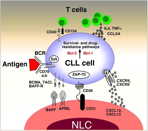Figure 1. Cross-talk between CLL cells and the lymph node microenvironment. This figure displays the molecules involved in cross-talk between CLL cells and accessory cells in the lymphoid tissue microenvironments. Contact between CLL cells and nurselike cells (NLCs) is established and maintained by chemokine receptors and adhesion molecules. NLCs express the chemokines CXCL12 and CXCL13. NLCs attract CLL cells via the G protein–coupled chemokine receptors CXCR4 and CXCR5, which are expressed at high levels on CLL cells. NLCs also express the tumor necrosis factor family members BAFF and APRIL, providing survival signals to CLL cells via corresponding receptors (BCMA, TACI, BAFF-R). CD38 expression allows CLL cells to interact with CD31, the ligand for CD38, expressed by stromal and nurselike cells. Ligation of CD38 activates ZAP-70 and downstream survival pathways. Self and/or environmental antigens (Ags) are considered a key factor in stimulation and expansion of the CLL clone. Stimulation of the B-cell antigen receptor (BCR) complex (BCR and CD79a,b) induces downstream signaling by recruitment and activation of Syk and ZAP-70. BCR stimulation and coculture with NLC also induces CLL cells to secrete high levels of the chemokines CCL3 and CCL4, which are potent T cell–attracting chemokines. Through this mechanism, CLL cells can actively recruit T cells for cognate T-cell interactions with CLL cells. CD154+ T cells are preferentially found in CLL pseudofollicles and can interact with CLL cells via CD40. Cytokine secreted by T cells or CLL cells, such as IL-4 or tumor necrosis factor α, are considered important regulators of CLL cell survival. Collectively, this cross-talk between CLL cells and accessory cells results in activation of survival and drug resistance pathways, such as those provided by Bcl-2 and Mcl-1.