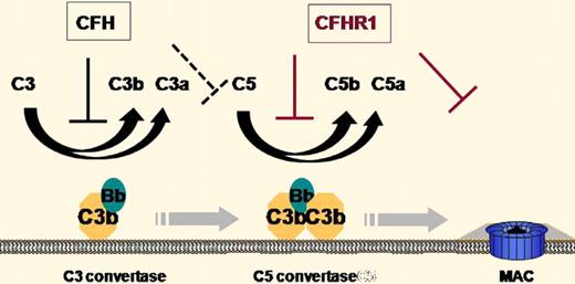 Illustration of the sites of action of CFH and CFHR-1 in the regulation of complement activation.