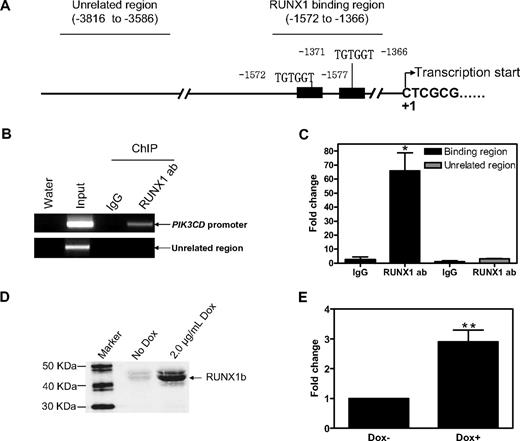 Figure 4. PIK3CD is a bona fide RUNX1 target gene in AMkL. (A-C) In vivo binding of RUNX1 to the putative RUNX1 binding sites located in the upstream region of the PIK3CD gene (A) in Meg-01 cells was determined by ChIP assays with the use of regular PCR (B) and real-time PCR (C), as described in “Methods.” (D-E) KA1b cells were transfected with pGL3Basic-PIK3CDpro along with pRLSV40 by electroporation. The transfected cells were split into 2 equal aliquots with 1 induced by 2 μg/mL Dox. Cells were harvested 24 hours after transfection, and induction of RUNX1b was determined by Western blotting (D) and luciferase activities were assayed (E) as described in “Methods.” **Statistically significant differences (P < .005). (C and E) Error bars indicate SEs.