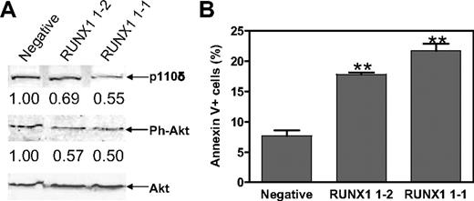 Figure 5. Functional impact of RUNX1 on PI3-kinase/Akt signaling and cell apoptosis in Meg-01 cells. (A) The RUNX1 1-1, RUNX1 1-2, and negative stable clones were lysed in PBS buffer containing both protease and phosphatase inhibitors. Soluble proteins were analyzed by Western blots with anti-p110δ, anti–ph-Akt, and anti-Akt antibodies. Intensity of each band was quantified with the use of the Odyssey software. Protein levels for p110δ and Ph-Akt in RUNX1 1-1 and RUNX1 1-2 cells are presented relative to that in negative cells after normalization to levels of total Akt. (B) Baseline apoptosis in the RUNX1 1-1, RUNX1 1-2, and negative stable clones was determined by flow cytometry with annexin V-fluorescein isothiocyanate/propidium iodide staining. **Statistically significant differences (P < .005). Error bars indicate SEs.