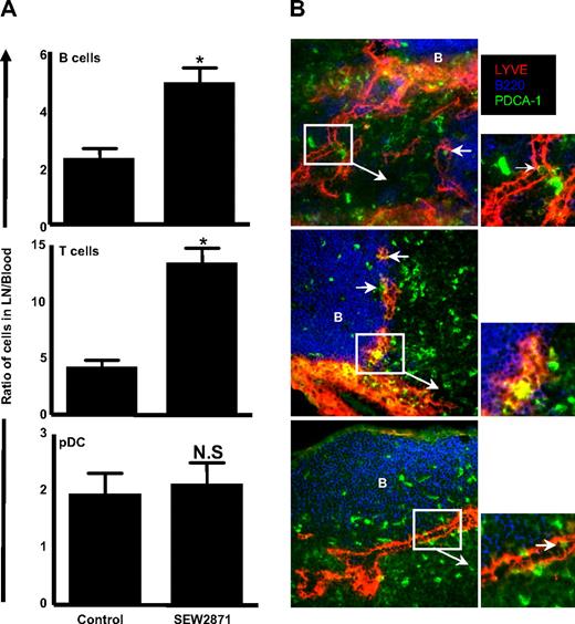 Figure 3. SEW2871 treatment results in B and T lymphocyte but not pDC accumulation in the LNs, and pDCs are found in the cortical sinusoids of SEW2871-treated mice. (A) C57Bl/6 mice were treated with SEW2871 to prevent S1P1-mediated egress. B cells, T cells, and pDCs were quantified in 6 pooled LNs versus 1 mL blood, and the numbers were used to generate a ratio of cells in LN/blood. The experiment was performed 3 times with similar results. *P < .05. (B) LNs from SEW2871-treated mice were frozen, sectioned, and stained for immunofluorescence microscopy. Images were obtained using a ×20 objective. LNs from 3 representative mice are shown from a collection of 6 different mice. Arrows indicate close associations between PDCA-1–positive cells and LYVE-1 cortical sinusoids.