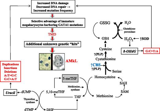 Figure 4. Model: Trisomy 21 accelerates CBS activity and drives mutagenesis of GATA1 toward TMD/AMkL. This model proposes that the mutational spectrum at GATA1 can be explained by increased CBS activity, occurring as a combined result of both copy number increase and an adaptive response to oxidative stress in DS. Bold letters indicate enzymes known to be up-regulated in DS. Bold arrows indicate the primary direction of the reaction. The box around 5-meTHF depicts the trapping of this metabolite in this fully reduced form. CBS indicates cytathionine-β-synthase; DHF, dihydrofolate; dTMP, deoxythymidinemonophosphate; dUMP, deoxyruidinemonophosphate; GSH, reduced glutathione; GSSG, oxidized glutathione; 8-OHdG, 8-hydroxyguanosine; PLP, pyridoxal-l-phosphate; SAM, S-adenosylmethionine; SAH, S-adenosylhomocysteine; SOD, Cu/Zn superoxide dismutase; 5-meTHF, 5-methyltetrahydrofolate; 5,10-meTHF, 5,10-methyltetrahydrofolate; THF, tetrahydrofolate.