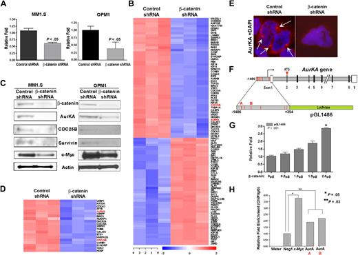 Figure 3. β-catenin knockdown reveals novel cell-cycle regulators as targets in MM. (A) Decreased Wnt reporter activity in β-catenin shRNA cells. MM1.S and OPM1 cells were transfected with TOPFLASH and assayed for luciferase activity after 48 hours. Control FOPFLASH levels were unaffected. Experiments were performed in triplicate and repeated twice. The results denote the average and SEM of triplicate assays. (B) GEP revealed 2 distinct sets of genes that are most up- or down-regulated by β-catenin knockdown compared with control shRNA MM1.S cells. (C) Microarray target validation by immunoblot show decreased expression of known and novel targets after β-catenin knockdown in MM1.S (left) and OPM1 cells (right). (D) GEP of β-catenin shRNA down-regulated genes containing LEF1/TCF4 binding sites (GCTTTGT/A). Only probe sets expressed in all 3 samples are shown. (E) Immunofluorescence of control or β-catenin shRNA MM1.S cells (100×) for AurKA (red) and DAPI (blue). (F) Diagram of the AurKA gene structure (adapted from GenBank, accession no. AL121914) and AurKA-luciferase reporter pGL1486 (adapted from Tanaka et al24). Red lines depict potential TCF4 binding sites, untranslated regions (open box), solid box (open reading frame). (G) Cells transfected with pGL1486 and increasing β-catenin amounts assayed similar to panel A show increased AurKA-luciferase activity. (H) Chromatin IP (ChIP) assays in MCF-7 cells demonstrated direct binding of β-catenin transcriptional complex to AurKA gene promoter sequences. The bar graph represents ChIP/immunoglobulin G (IgG) signal normalized to DNA concentration. A nonspecific primer (Neg1) and water were used as negative controls; known primers against the TBE1 region of the c-Myc promoter (c-Myc) was used as a positive control; AurKA primer pairs A and B were designed around regions of putative TCF4 binding sites of the AurKA promoter, described in panel F (bottom). The average fold difference in relative enrichment (ChIP/IgG) over the negative control is represented.