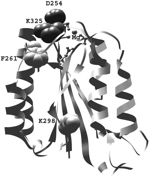 Figure 2. Structural analysis. Positions of aHUS-associated mutations found in this study (D254 and K325), in relation to the MIDAS site (in ball and stick representation) and previously found mutations of F261 and K2988 on the VWF-A domain of factor B. The aHUS-associated mutations described by Goicoechea de Jorge et al have been originally named according to the protein numbering with the leader peptide.8 For clarity in this work, the number of both previously described residues is given according to the protein structure: F286 is F261 here and K323 is K298 here.