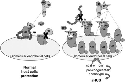 Figure 7. Schematic representation of the proposed mechanism of endothelial damage by the hyperfunctional C3-convertase, associated with the FB mutations D254G and K325N. The mutant FB binds to C3(H2O) and C3b with increased affinity. These C3-convertases are resistant to FH-assisted decay. The increased half-life and the loss of regulation of the fluid phase and surface C3-convertases led to increased C3 deposition on quiescent and damaged endothelium. Potentially mutant FB could bind to iC3b and form a C3-convertase on the inactivated C3 fragment. The formation of sC5b-9 and liberation of C5a could be associated with a procoagulant phenotype and aHUS.