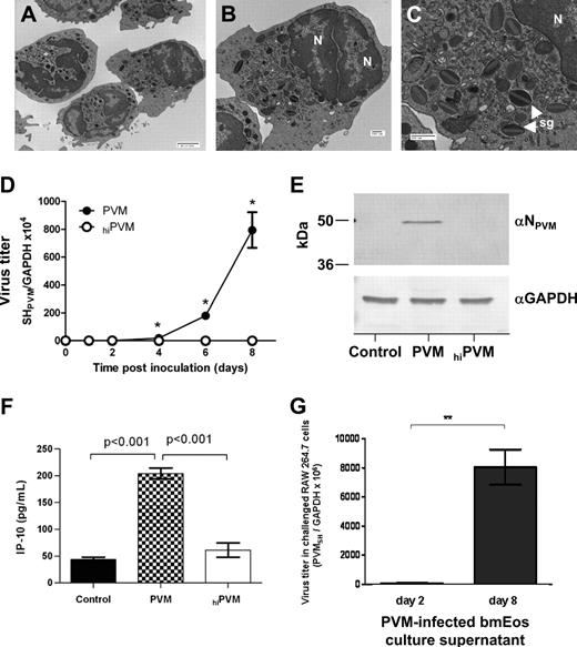 Figure 1. PVM replicates in mouse bone marrow–derived eosinophils. Electron micrographs of mouse bone marrow–derived eosinophils (bmEos) documenting morphologic features typical of eosinophils, including the bilobed nucleus (N) and specific granules in the cytoplasm (sg). Magnification: (A) ×2500, bar = 2 μm; (B-C) ×5000 and ×12000, respectively; bar = 500 nm. (D) Q-RT-PCR detection of virus replication in bmEos. bmEos were inoculated with PVM (●) or heat-inactivated PVM (hiPVM; ○) at a multiplicity of infection (MOI) of 1; *P < .05. Data shown are representative of 2 experiments performed in triplicate. (E) PVM N protein is detected in infected bmEos at day 8 after inoculation. Total protein extracts from control, PVM-infected, or hiPVM-challenged bmEos were probed with anti-PVM N peptide antibody (αNPVM). Anti–human GAPDH (αGAPDH) antibody was used as a control for protein loading. (F) Interferon-γ–induced protein (IP-10/CXCL-10) released from bmEos on day 4 after inoculation in response to PVM infection, hiPVM-challenge, or control challenge. Results are representative of 2 experiments performed in triplicate, P values as indicated. (G) Infectious virions are released from PVM-infected bmEos. Supernatants from bmEos cultures at 2 or 8 days after inoculation were used to challenge cells of the RAW 264.7 cell line, which is highly permissive for PVM replication.14 Total RNA from the RAW 264.7 cells was harvested at 5 days after inoculation, and Q-RT-PCR was performed to determine virus copy number. Results are data combined from 3 experiments, each performed in triplicate, **P < .01. Data represent mean ± SEM.