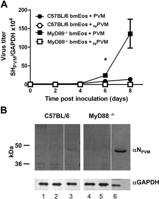 Figure 2. Accelerated replication of PVM in mouse bmEos from MyD88−/− mice. (A) Q-RT-PCR detection of virus titer in bmEos. Virus titer was determined in PVM-infected (filled symbols) and hiPVM-challenged (open symbols) wild-type (C57BL/6; circles) and MyD88−/− mouse bmEos (squares). Values shown are representative of 2 experiments performed in triplicate (data shown represent mean ± SEM); *P < .05. (B) Immunodetection of PVM in extracts of bmEos. PVM was detected at 9 days after inoculation of bmEos cultures on a Western blot probed with rabbit polyclonal anti-PVM N peptide antibody (αNPVM). Lanes 1 to 3 are extracts from bmEos from wild-type C57BL/6 mice; lanes 4 to 6, extracts from bmEos from MyD88−/− mice; lanes 1 and 4, from unchallenged bmEos (controls); lanes 2 and 5, from hiPVM-challenged bmEos; lanes 3 and 6, from PVM-infected bmEos. After probing with anti-PVM N antibody the blot was stripped and probed with anti–mouse GAPDH (αGAPDH) as a control for protein loading. Blot shown is single membrane, divided to omit intervening protein marker lanes.