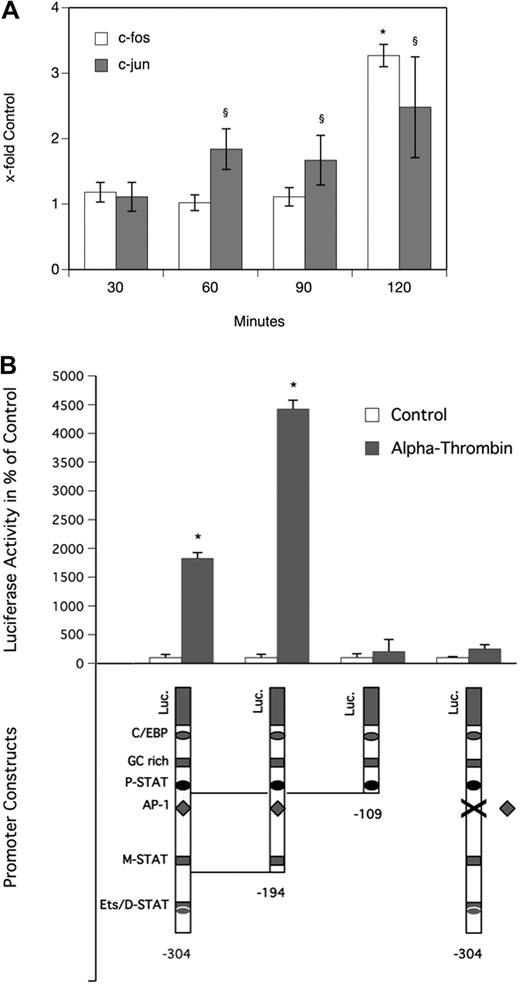 Figure 4. Thrombin induces translocation of c-fos and c-jun to the nucleus and activates the OSM promoter via a putative AP-1 transcription factor binding motif in human monocyte-derived macrophages. (A) MDMs were incubated for 30, 60, 90, and 120 minutes at 37°C with α-thrombin (1 U/mL). Thereafter, nuclear extracts were prepared from these cells and levels of c-fos and c-jun in these extracts were determined as described in “Analysis of specific binding of AP-1 to DNA.” Values are given as x-fold control and represent mean values ± SD of 3 independent determinations performed for 3 different donors. (B) MDMs were transfected with OSM promoter deletion mutant constructs and with a promoter construct with a mutated AP-1 binding motif indicated by X as described in “Transfection of macrophages.” Twenty-four hours after transfection, cells were incubated for 24 hours in the presence (▩) or absence (□) of α-thrombin (1 U/mL). Luciferase activity was determined as described in “Transfection of macrophages” and is given in percentage of control. Values are given in percentage of control and represent mean values ± SD of 3 determinations. Experiments were performed 2 times with MDMs obtained from 2 different donors with similar results. A representative experiment is shown. *P < .001 (c-fos); §P < .001 (c-jun).