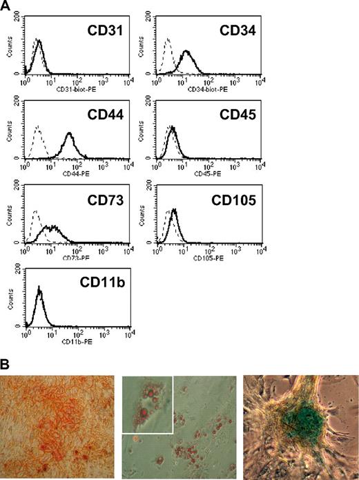 Figure 1. Phenotypic analysis of C57Bl/6 MSCs. (A) Mesemchymal stromal cells (MSCs) were analyzed by flow cytometry analysis for surface expression of CD31, CD34, CD44, CD45, CD73, CD105, and CD11b. The dotted line and the solid line represent the isotype and the specific antibody, respectively. (B) MSCs were tested for their differentiation potential into osteocytes, adipocytes, or chondrocytes in the presence of bone, fat, or cartilage differentiation medium, respectively. The left panel shows a light microscopy picture of Alizarin Red S–stained osteocyte-differentiated MSC at a magnification of ×50, the middle panel shows Oil red–stained lipid droplets in adipocyte-differentiated MSC at ×50 and ×100, and the right panel shows a Alcian blue–stained-chondrocyte-differentiated MSC as ×50.