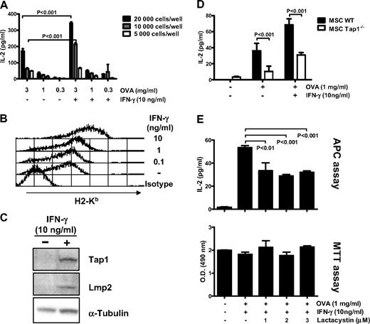 Figure 2. MSCs can cross-present soluble antigen in vitro. (A) Untreated or IFN-γ–stimulated MSCs were primed with the indicated concentration of OVA for 18 hours and cocultured at various density with primary OT-I CD8+ T cells for 48 additional hours. Levels IL-2 produced by activated CD8+ T cells were quantified by ELISA. (B) Flow cytometry analysis of surface expression of MHC class I (H2-Kb) on MSC treated with different doses of IFN-γ for 48 hours. (C) Western blot analysis of Tap1 and LMP2 protein in MSCs treated or untreated with 10 ng/mL of IFN-γ for 48 hours. Loading control was performed on α-tubulin. (D) Untreated or IFN-γ–stimulated MSC WT and MSC Tap1−/− were primed with 1 mg/mL of OVA for 18 hours and cocultured at 10000 cells/well with primary OT-I CD8+ T cells for 48 additional hours. Analysis of the assay was performed as described previously in panel A. (E) IFN-γ–stimulated MSCs were treated with the indicated concentration of lactacystin, primed with OVA (1 mg/mL) for 18 hours, and cocultured at 10000 cells/well with OT-I CD8+ T cells for 48 hours. Analysis of the assay was performed as described previously in panel A (top). Cell viability of the lactacystin-treated MSCs was assayed by a MTT cell viability assay measured by tetrazolium reduction to a 490-nm absorbing formazan compound (bottom panel). The results of the APC assay and MTT assay show means of triplicates ± SD of 1 of 3 representative experiments.