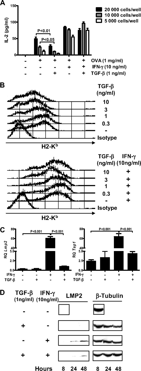 Figure 3. TGF-β does not interfere with IFN-γ–induced antigen cross-presentation by MSCs. (A) TGF-β– or IFN-γ–treated MSCs primed with OVA (1 mg/mL) for 18 hours were cocultured at the indicated density with OT-I CD8+ T cells for 48 hours. Analysis of the assay was performed as described previously in Figure 2A. The results show means of triplicates ± SD of 1 of 3 representative experiments. (B) Flow cytometry analysis of surface expression of MHC class I (H2-Kb) on MSC treated with different doses of TGF-β only (top panel) or with different doses of TGF-β in combination with IFN-γ (10 ng/mL; bottom panel). (C) Quantitative RT-PCR analysis of Tap1 (left panel) and Lmp2 (right panel) mRNA levels in MSC treated with TGF-β (1 ng/mL), IFN-γ (10 ng/mL), or the combination of both for 48 hours. Relative quantification (RQ) was calculated by normalizing to 18S mRNA levels. Figure shows means of triplicates ± SD. (D) Western blot analysis of LMP2 on MSCs treated or untreated with TGF-β (1 ng/mL) and IFN-γ (10 ng/mL) for 8, 24, and 48 hours (right panel). Loading control was performed on β-tubulin.