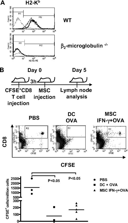 Figure 4. OVA cross-presentation by MSCs induces the proliferation of OT-I CD8+ T cells in vitro and in vivo. (A) Flow cytometry analysis of surface expression of H2-Kb on untreated or IFN-γ–stimulated peritoneal macrophage collected form WT and β2-microglobulin−/− mice. Dotted line, solid line, and bold line represent the isotype, untreated cells, and IFN-γ–treated cells, respectively. (B) β2-microglobulin−/− mice were injected with 3 × 106 CFSE+-OT-1 CD8+ T cells intravenously followed 3 hours later by an intraperitoneal injection of 4 × 106 OVA-primed IFN-γ–stimulated MSCs, 4 × 106 OVA-pulsed LPS-stimulated DCs, or PBS intraperitoneally. At 5 days later, lymph nodes were retrieved, and CD8+ T-cell proliferation was assayed by flow cytometry analysis of the CFSE level.