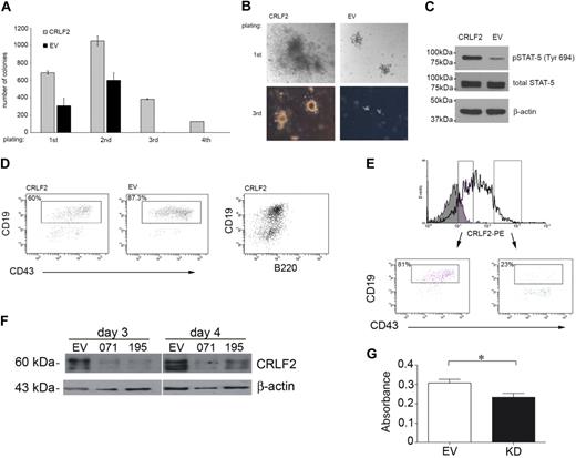 Figure 3. Retroviral overexpression of CRLF2 in hematopoietic progenitors results in increased proliferation and STAT-5 phosphorylation. Conversely, knockdown of CRLF2 results in decreased proliferation. (A) CFC assay on E13.5 mouse fetal liver cells infected with hCRLF2 or EV control retroviruses and grown in methylcellulose semisolid medium supplemented with IL-7, SCF, and FLT3L. Values are average of 2 independent experiments; error bars indicate SDs. All 4 platings show statistical significance between EV and hCRLF2 for number of colonies (unpaired Student t test, first and second plating P < .001, third plating P < .001); only hCFL2 colonies grew in fourth replating. EV colonies represented 44.9% ± 13.3%, 57.1% ± 11.2%, and 0.43% ± 0.3% of the number of CRLF2 colonies at first, second, and third plating, respectively. (B) Images showing relative sizes of colonies formed by hCRLF2- and EV-transduced hematopoietic progenitors at 2 platings. (C) Lysed hCRLF2-infected cells from second plating have increased STAT-5 Y694 phosphorylation compared with EV cells. (D) A higher proportion of CRLF2-overexpressing cells at second plating show less differentiated phenotype compared with EV cells. CD43+/B220+/CD19+ pre-B cells were more prevalent in EV than hCRLF2 cell populations (P < .001), suggesting that increased proliferation is accompanied by maintenance of a larger pool of cells with immature immunophenotype: CD43+/B220+/CD19− corresponding to Hardy fraction A. (E) flow cytometric evaluation of hCRLF2 surface expression in cells from hCRLF2 hematopoietic progenitor colonies at second plating. Solid histogram represents cells stained with a negative control antibody. hCRLF2-positive cells with lower hCRLF2 expression have a higher proportion of CD43+/CD19+ cells (81%) compared with cells with high expression of hCRLF2 (23.5%). By third plating, all CRLF2 cells are CD43+/CD19+ with almost negligible μ expression (not shown). (F) Cell lysates were prepared from the MUTZ5 cell line, 3 and 4 days following transfection, with either scrambled control (SC) or CRLF2 shRNA knockdown plasmids (071 and 195) and probed with antibodies specific for CRLF2 or β-actin. (G) MUTZ5 cells were transfected with either SC or CRLF2 shRNA knockdown plasmid 071 (KD) and proliferation was monitored using an MTS assay (n = 3). The down-regulation of CRLF2 expression in MUTZ5 results in a significant decrease in proliferation (P = .029, unpaired t test).