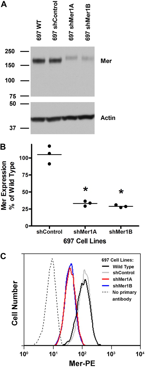 Figure 2. Abrogation of Mer expression in the E2A-PBX1+ human B-ALL cell line 697. Cells were infected with lentiviral particles containing short hairpin RNA (shRNA) constructs targeting Mer (shMer1A, shMer1B) or GFP (shControl) as a nonsilencing control. Mer knockdown was confirmed by Western blot analysis of whole-cell lysates (A-B) and flow cytometry (C). (A) Equal amounts of total protein were analyzed to qualitatively demonstrate reduced expression of Mer (∼ 180 kDa). The blot was stripped and reprobed with anti-Actin antibody (∼ 43 kDa) to confirm similar loading of protein. (B) Densitometric analysis of semiquantitative Western blots demonstrated significant knockdown in the clonal lines. *P < .001 vs shControl, 1-way ANOVA followed by Tukey multiple comparison test. No significant differences between shControl and wild-type were observed. Three independent measurements and mean are displayed. (C) Control and Mer knockdown 697 cells were stained with phycoerythrin-conjugated (PE) anti-Mer antibody or PE secondary antibody as an isotype control (no primary antibody). Representative histograms from 3 independent experiments are shown.