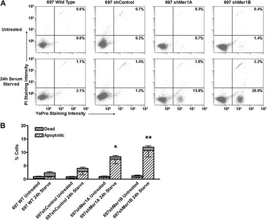 Figure 3. Mer knockdown confers susceptibility to apoptosis induced by serum starvation. Wild-type, shControl, and Mer knockdown (shMer1A, shMer1B) 697 cells were incubated in the presence (Untreated) or absence (24-hour serum-starved) of serum for 24 hours. Apoptotic and dead cells were identified by flow cytometric analysis of cells stained with YO-PRO-1 and propidium iodide. (A) Representative flow cytometric profiles are shown. Cells undergoing apoptosis are stained with YO-PRO-1 but are impermeable to propidium iodide. Dead cells and cells in late apoptosis are permeable to both dyes. Viable cells are not stained by either dye. The percentages of apoptotic (bottom right quadrants) and dead cells (top right quadrants) are shown. (B) Cumulative data demonstrate a significant accumulation of apoptotic cells when Mer knockdown cells are serum-starved for 24 hours (n = 5-6; *P < .05, **P < .001 vs shControl, 2-way repeated measures ANOVA followed by Bonferroni posttests). No significant differences between WT and shControl cells were observed. Mean values and standard errors derived from at least 3 independent experiments are shown.