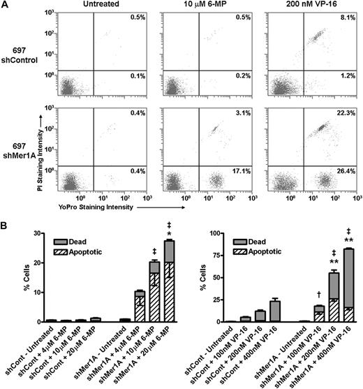 Figure 5. Inhibition of Mer expression results in increased induction of apoptotic cell death in response to treatment with chemotherapeutic agents. Cultures of shControl or shMer1A 697 cells were exposed to 6-MP, VP-16, or medium only for 48 hours. Apoptotic and dead cells were identified by flow cytometric analysis of cells stained with YO-PRO-1 and propidium iodide as in Figure 3. (A) Representative flow cytometry profiles are shown. The percentages of apoptotic and dead cells are indicated in bottom right and top right quadrants, respectively. (B) Mean values and standard errors derived from 3 independent experiments are shown. Results were tested for significance using 2-way ANOVA and Bonferroni posttests to compare shControl and shMer1A cells at equivalent drug concentrations. Significant differences in apoptotic cell populations are indicated by asterisks (*P < .05, **P < .001). Significant differences in the number of dead cells were also observed (†P < .05, ‡P < .001).