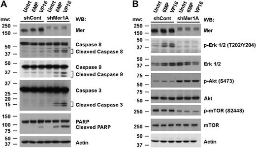 Figure 6. Knockdown of Mer inhibits survival signaling and promotes caspase cleavage. Control (shCont) and Mer knockdown (shMer1A) 697 cells were exposed to 10 μM 6-MP, 150 nM VP-16, or medium only (Untrt) for 24 hours (A) or 40-60 minutes (B). Whole-cell lysates were prepared and expression of the indicated proteins (p- denotes a phosphorylated protein) was determined by Western blot analysis. Blots representative of 3 independent experiments are shown.