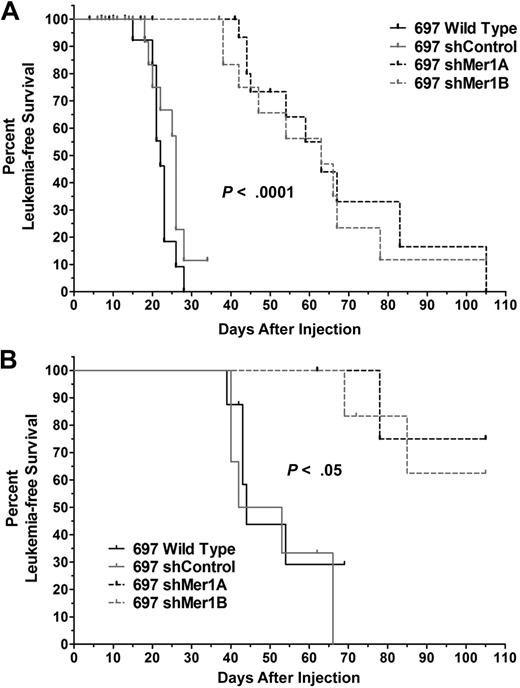 Figure 7. Mer inhibition significantly delays the onset of disease and improves leukemia-free survival in a mouse xenograft model of human leukemia. (A) Sub-lethally irradiated NOD-SCID mice (10-26 animals per group) were injected with 5 × 106 cells of the indicated cell lines. (B) Nonirradiated NOD-SCID mice (5-8 animals per group) were injected with 5 × 105 cells of the indicated cell lines. Ticks on the Kaplan-Meier survival curves indicate censored subjects (mice for which samples could not be obtained or did not have leukemia at time of death). Comparison of survival curves revealed a significant difference in leukemia-free survival with Mer inhibition (wild-type or shControl vs shMer1A or shMer1B, log-rank test).