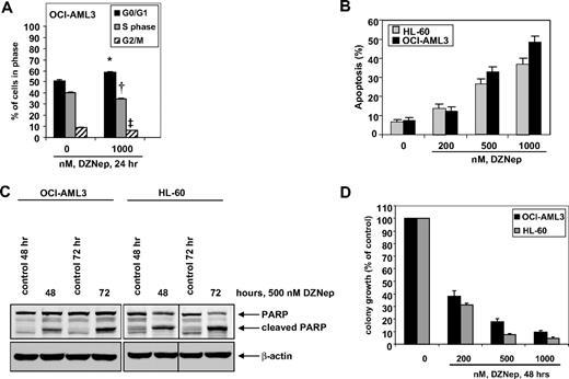 Figure 1. Treatment with DZNep induces apoptosis in a dose- and time-dependent manner and markedly reduces clonogenic survival of AML cells. (A) OCI-AML3 cells were treated with the indicated concentrations of DZNep for 24 hours, then fixed and stained with propidium iodide, and cell-cycle status was determined by flow cytometry. *G0/G1 values significantly different from untreated cells; †S-phase values significantly different from untreated cells; ‡G2/M values significantly different from untreated cells. (B) HL-60 and OCI-AML3 cells were treated with the indicated concentrations of DZNep for 72 hours. Then, the cells were stained with annexin V, and the percentages of apoptotic cells were determined by flow cytometry. Columns represent the mean of 3 independent experiments; bars represent SEM. (C) OCI-AML3 and HL-60 cells were left untreated, or treated with 500 nmol/L DZNep, for 48 and 72 hours. After this, total cell lysates were prepared and immunoblot analysis was performed for PARP. The expression levels of β-actin in the lysates served as the loading control. A vertical line has been inserted to indicate a repositioned gel lane. (D) OCI-AML3 and HL-60 cells were treated with the indicated concentrations of DZNep for 48 hours. After treatment, colony growth in semisolid media was assessed after 7 days. Bar graphs represent the mean percentage values ± SEM of untreated colony growth.