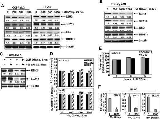 Figure 2. Treatment with DZNep depletes expression of polycomb group proteins EZH2, SUZ12, and EED in cultured and primary AML cells. (A) OCI-AML3 and HL-60 cells were treated with the indicated concentrations of DZNep for 24 hours. After this, total cell lysates were prepared and immunoblot analysis was performed for EZH2, SUZ12, EED, and DNMT1. The expression levels of β-actin in the lysates served as the loading control. (B) Primary AML cells were treated with the indicated concentrations of DZNep for 24 hours. At the end of treatment, cell lysates were prepared and immunoblot analysis was performed for EZH2, SUZ12, EED, and DNMT1. The expression levels of β-actin in the lysates served as the loading control. (C) OCI-AML3 cells were treated with BZ and DZNep as indicated for 8 hours. After treatment, cell lysates were prepared and immunoblot analysis was performed for EZH2 and SUZ12. The expression levels of β-actin in the lysates served as the loading control. (D) OCI-AML3 and HL-60 cells were treated with the indicated concentrations of DZNep for 16 hours. Then, total RNA was isolated and quantitative real-time PCR was performed with TaqMan probes for EZH2, SUZ12, and EED. The relative quantity (RQ) of each mRNA was normalized against glyceraldehyde-3-phosphate dehydrogenase expression. (E) HL-60 and OCI-AML3 cells were treated with 2 μM DZNep for 8 and 24 hours. Total RNA was isolated and reverse transcribed with a stem loop primer for hsa-miR-101. After reverse transcription, qPCR for hsa-miR-101 was performed, and expression of hsa-miR-101 was normalized against 18S RNA expression. (F) HL-60 cells were treated with the indicated concentrations of DZNep for 24 hours. Chromatin immunoprecipitation was performed with anti-EZH2 antibody. Immunoprecipitated DNA was used for qPCR of the WNT1, CHD1, and HOXA9 promoters. Fold enrichment data are relative to the control and are expressed as a ratio of the cycle threshold for the chromatin immunoprecipitation DNA versus the cycle threshold for the input samples.