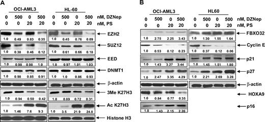 Figure 5. Cotreatment with PS enhances DZNep-mediated depletion of EZH2, SUZ12, and EED protein and induction of p16, p27, and FBXO32 protein in AML cells. (A-B) OCI-AML3 and HL-60 cells were treated with the indicated concentrations of DZNep and PS for 24 hours. Then, total cell lysates were prepared and immunoblot analysis was performed for EZH2, SUZ12, EED, DNMT1, 3MeK27H3, acetyl K27H3, FBXO32, cyclin E, p16, p21, p27, and HOXA9. The expression levels of β-actin in the lysates served as the loading control.