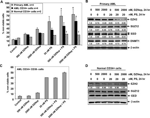 Figure 7. Cotreatment with DZNep and PS exerts a greater antileukemia effect than either agent alone in primary AML cells. (A) Peripheral blood or bone marrow from 4 patients with AML, CD34+ cells enriched from 4 AML patients, and CD34+ cells from 2 normal donors were treated with the indicated concentrations of DZNep and/or PS for 48 hours. Then, the percentages of nonviable cells for each drug alone or drug combination were determined by trypan blue dye uptake in a hemocytometer. Columns represent the mean of the samples; bars represent SEM. *Values significantly greater (P < .05) than those after treatment with either agent alone at the indicated concentrations in the AML samples. †Values significantly less (P < .05) in normal CD34+ versus leukemia samples for the drug combinations. (B) Primary AML cells were treated with the indicated concentrations of DZNep and/or PS for 24 hours. After treatment, cell lysates were prepared and immunoblot analysis was performed for EZH2, SUZ12, EED, and DNMT1. The expression levels of β-actin in the lysates served as the loading control. (C) CD34+/CD38−/Lin− cells enriched from the bone marrow of AML patients were treated with the indicated concentrations of DZNep and/or PS for 48 hours. The percentages of nonviable cells for each drug alone or drug combination were then determined by trypan blue dye uptake in a hemocytometer. Columns represent the mean of the samples; bars represent SEM. (D) Immunoblot analyses of CD34+ cells from a normal donor treated with the indicated concentrations of DZNep and/or PS for 24 hours. The expression levels of β-actin in the lysates served as the loading control.