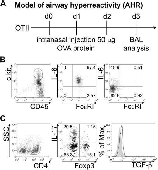 Figure 5. BMMCs, Tregs, and Th17 cells populate inflamed airways. AHR was induced in OTII mice by intranasal OVA injection (A). BAL cells were collected 24 hours after the last inhalation. (B) Representative plots showing surface FcϵRI expression and IL-6 intracellular content in gated CD45+ c-kithigh (middle panel), representing MCs among harvested BAL cells, and in gated CD3+ lymphocytes (right panel). Among gated CD4+ cells, IL-17 versus Foxp3 expression is depicted (C). Histogram shows intracellular TGF-β expression in gated CD4+Foxp3+ Tregs (solid line) compared with isotype control (filled area). The shown data are representative from 3 experiments, each including at least 5 mice.