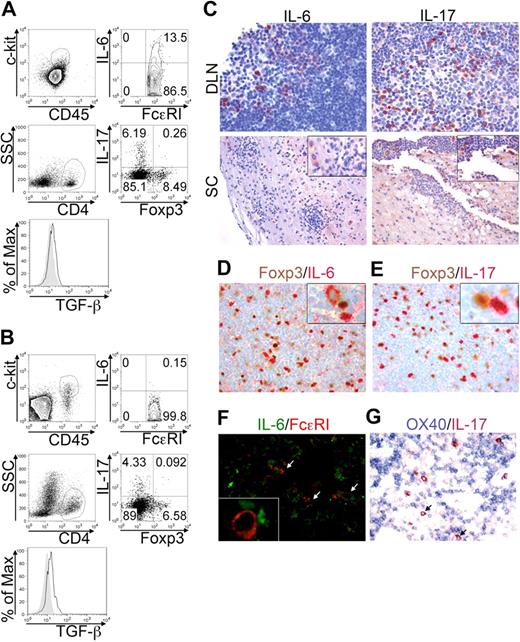 Figure 6. BMMCs, Tregs, and Th17 cells colocalize in EAE priming and effector sites. EAE was induced in C57BL/6 mice by MOG35-55 immunization. Animals were killed after 10 days during the acute phase. Lymph nodes draining the MOG35-55 injection site (DLN) and spinal cords (SC) were analyzed by flow cytometry. (A) Representative dot plots showing IL-6–producing cells among FcϵRI+c-kit+ MCs (top panels) and IL-17 versus Foxp3 expression in gated CD4+ T cells (bottom panels) in DLN of immunized mice. Histogram shows TGF-β expression in gated CD4+Foxp3+ Tregs (solid line) overlaid to isotype staining (filled area). (B) Same analysis as in panel A, performed on SC samples. (C) Formalin-fixed, paraffin-embedded sections obtained from DLN and SC were evaluated by immunohistochemistry for IL-6 (left panels) and IL-17 (right panels) expression (original magnification ×200). (D-E) In DLN, expression of Foxp3 (brown) versus IL-6 (red, D) or versus IL-17 (red, E) was analyzed. Insets show (at higher magnification) the proximity of Tregs with Th17 cells or IL-6+ cells (original magnification ×200). (F) Double fluorescence confocal microscopy for IL-6 (green) and FcϵRI (red) reveals a few IL6+ FcϵRI+ MCs (white arrows) scattered among IL-6+ FcϵRI− lymphocytes. The inset shows (at higher magnification) the interaction between MCs and IL-6–producing T cells (original magnification ×200). (G) Double immunohistochemistry for OX40 (blue) and IL-17 (red) shows IL-17+ cells (cytoplasmatic reactivity) intermingling with small clusters of OX40+ lymphocytes (membrane reactivity). IL-17–expressing cells also showed some degree of reactivity to anti-OX40 on the cell surface (arrows) Original magnification ×200. Data are from 2 independent immunization experiments, each including at least 7 mice.